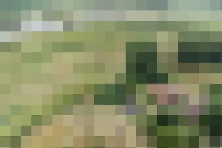 Weg naar het Ganzen Ei 10 Brummen thumbnail 51
