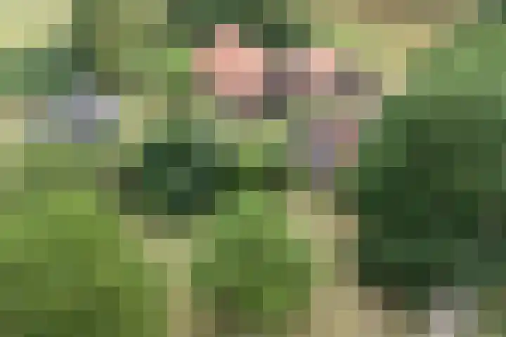 Weg naar het Ganzen Ei 10 Brummen thumbnail 53