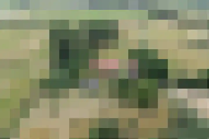 Weg naar het Ganzen Ei 10 Brummen thumbnail 54