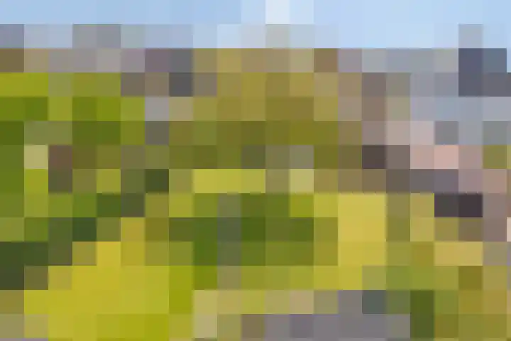 Weg naar Voorst 90 Zutphen thumbnail 6