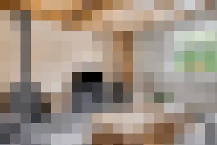 Weg van Ongenade 21 Creil thumbnail 13