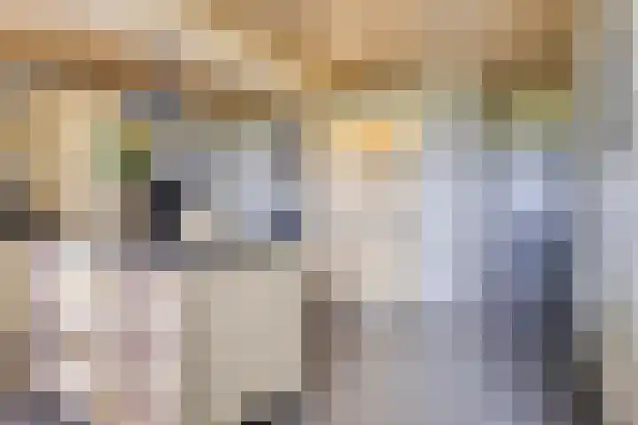 Weg van Ongenade 21 Creil thumbnail 24