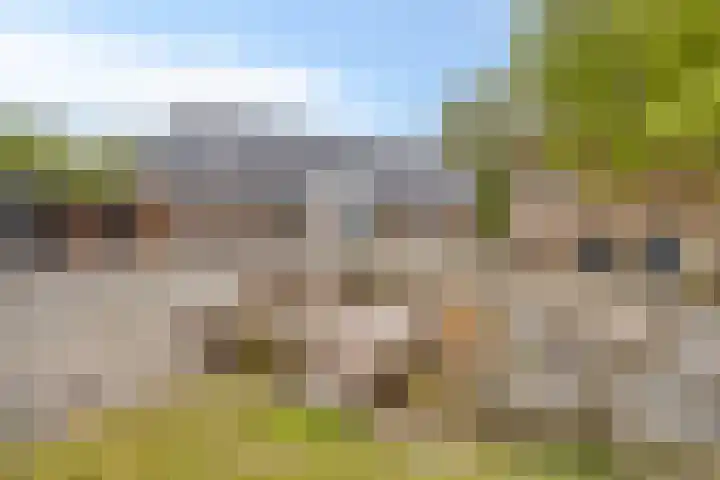 Weg van Ongenade 21 Creil thumbnail 60