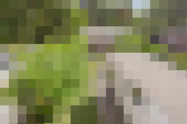 Weg voor de Jagerskampen 14 Haren Gn thumbnail 45
