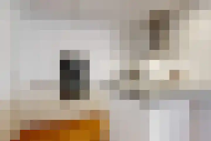 Wegedoorn 6 Heiloo thumbnail 15
