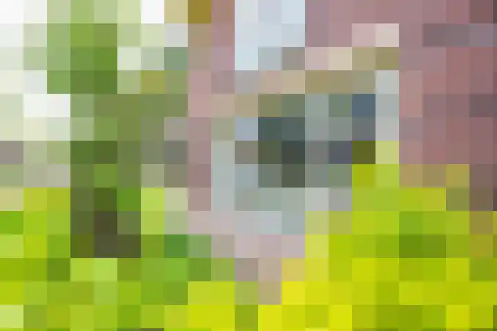 Wegenbouw 54 Houten thumbnail 55