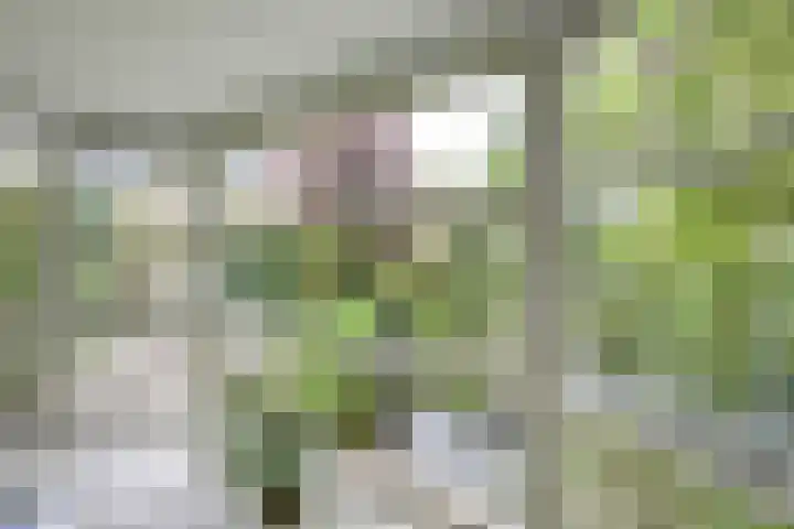 Wegenbouw 54 Houten thumbnail 8