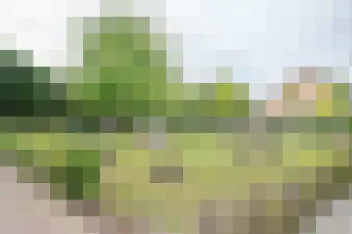 Weide 1 Ruurlo thumbnail 9