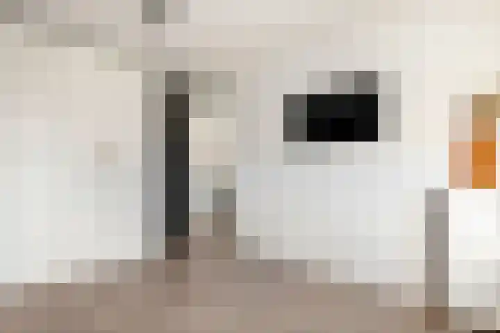 Weide 3 Druten thumbnail 16