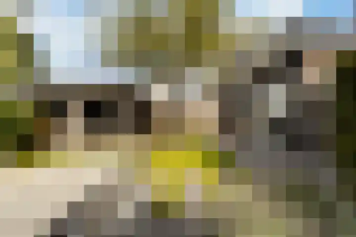 Weide 6 Stolwijk thumbnail 42