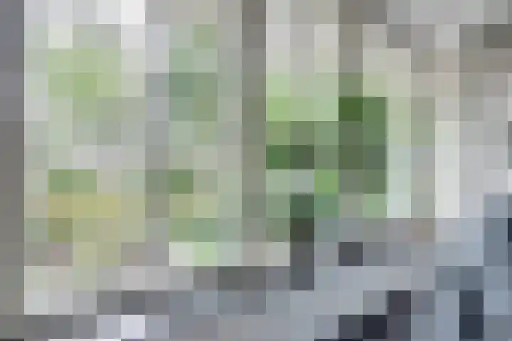 Weidegeelster 4 Twello thumbnail 16