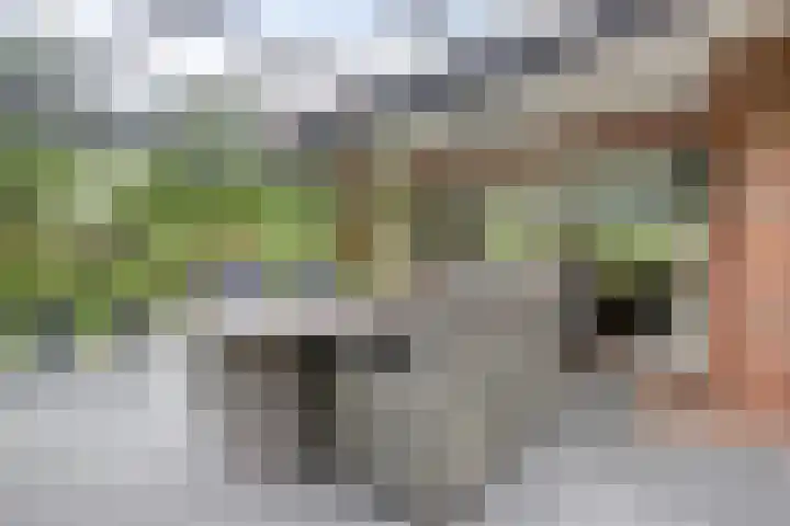 Weidegeelster 4 Twello thumbnail 22