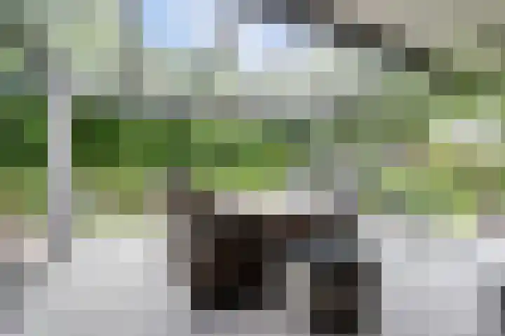Weidegeelster 4 Twello thumbnail 23