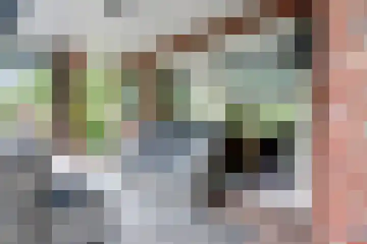 Weidegeelster 4 Twello thumbnail 24