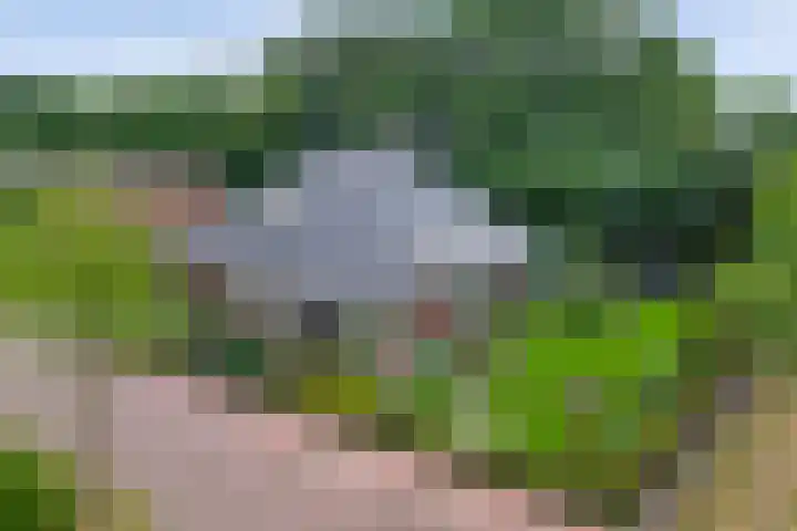 Weidegeelster 4 Twello thumbnail 4