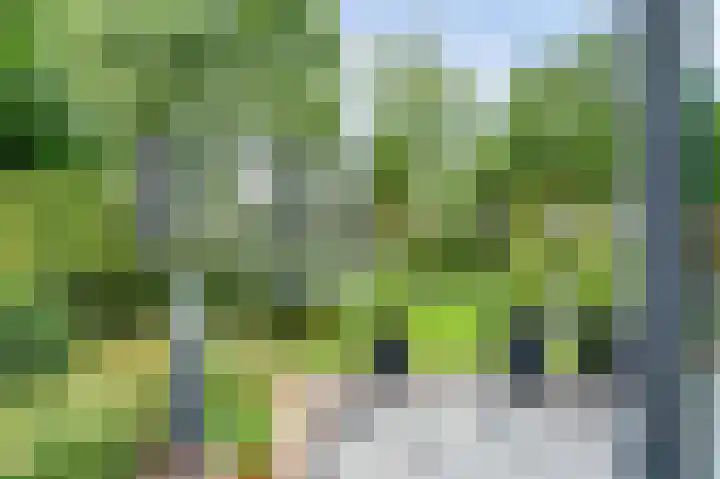 Weidegeelster 4 Twello thumbnail 68