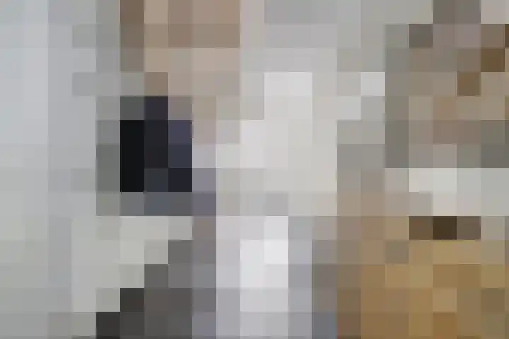 Weidegeelster 4 Twello thumbnail 7