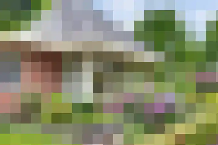 Weidegeelster 4 Twello thumbnail 73