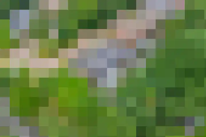 Weidegeelster 4 Twello thumbnail 80