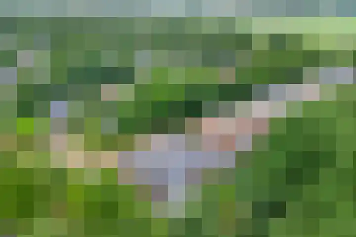 Weidegeelster 4 Twello thumbnail 81