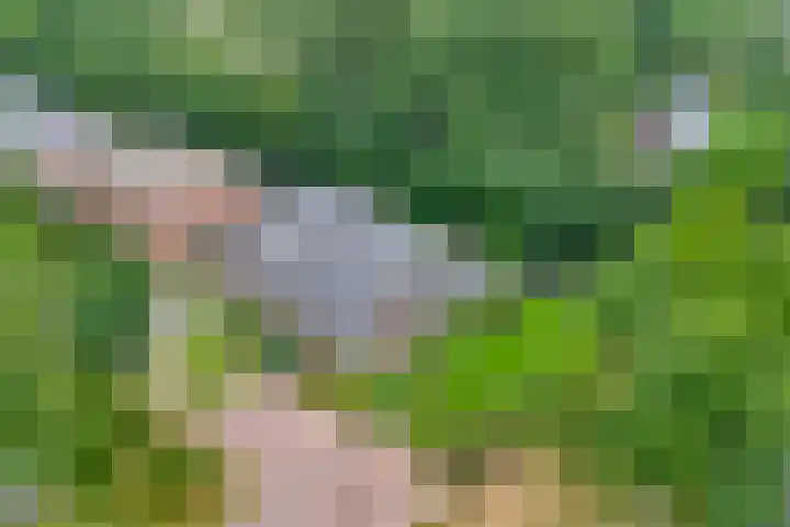 Weidegeelster 4 Twello thumbnail 82