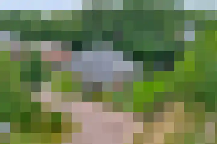 Weidegeelster 4 Twello thumbnail 83