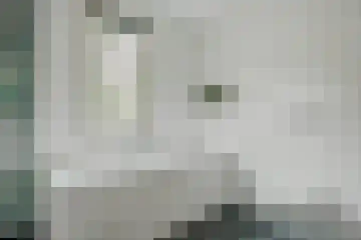 Weidegeelster 5 Twello thumbnail 25