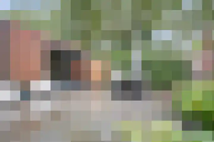 Weidegeelster 5 Twello thumbnail 30