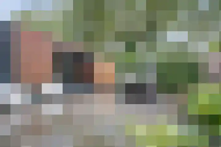 Weidegeelster 5 Twello thumbnail 5