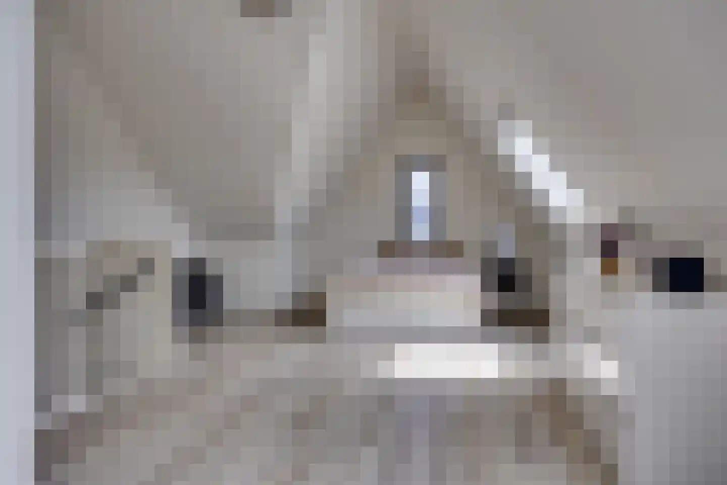 Weidehoek 15 Achterveld thumbnail 23