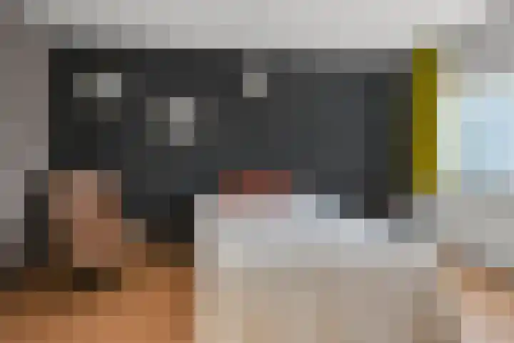 Weidehommel 18 Krommenie thumbnail 17