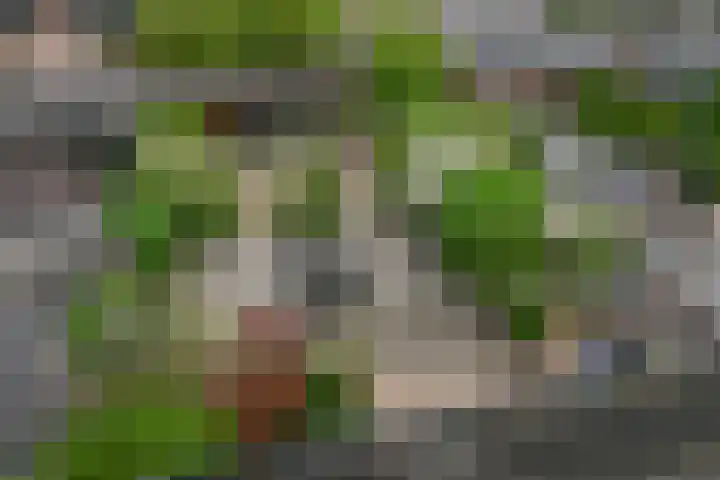 Weidehommel 18 Krommenie thumbnail 28