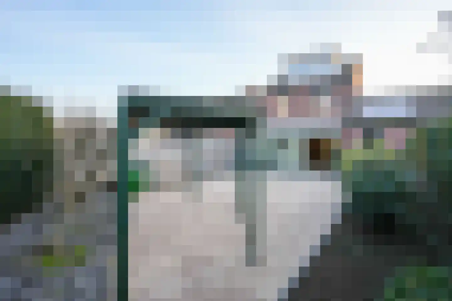 Weideklokje 12 Vijlen thumbnail 23