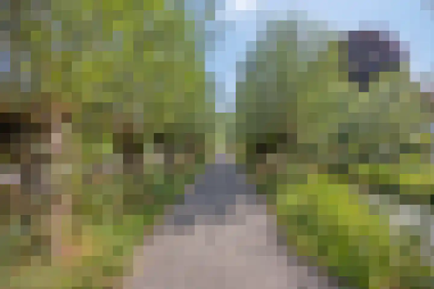 Weidepad 8 Streefkerk thumbnail 33