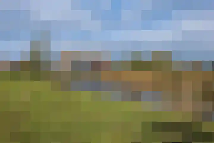 Weidewachter 25 Hasselt thumbnail 5