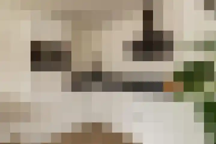 Weidezoom 22 Waddinxveen thumbnail 11