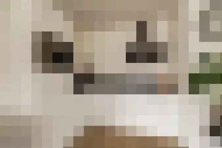 Weidezoom 22 Waddinxveen thumbnail 12