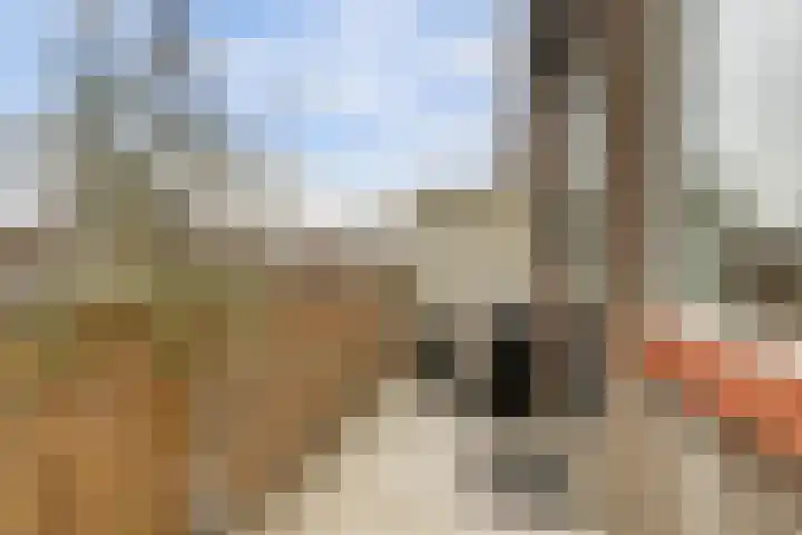 Weidezoom 22 Waddinxveen thumbnail 25