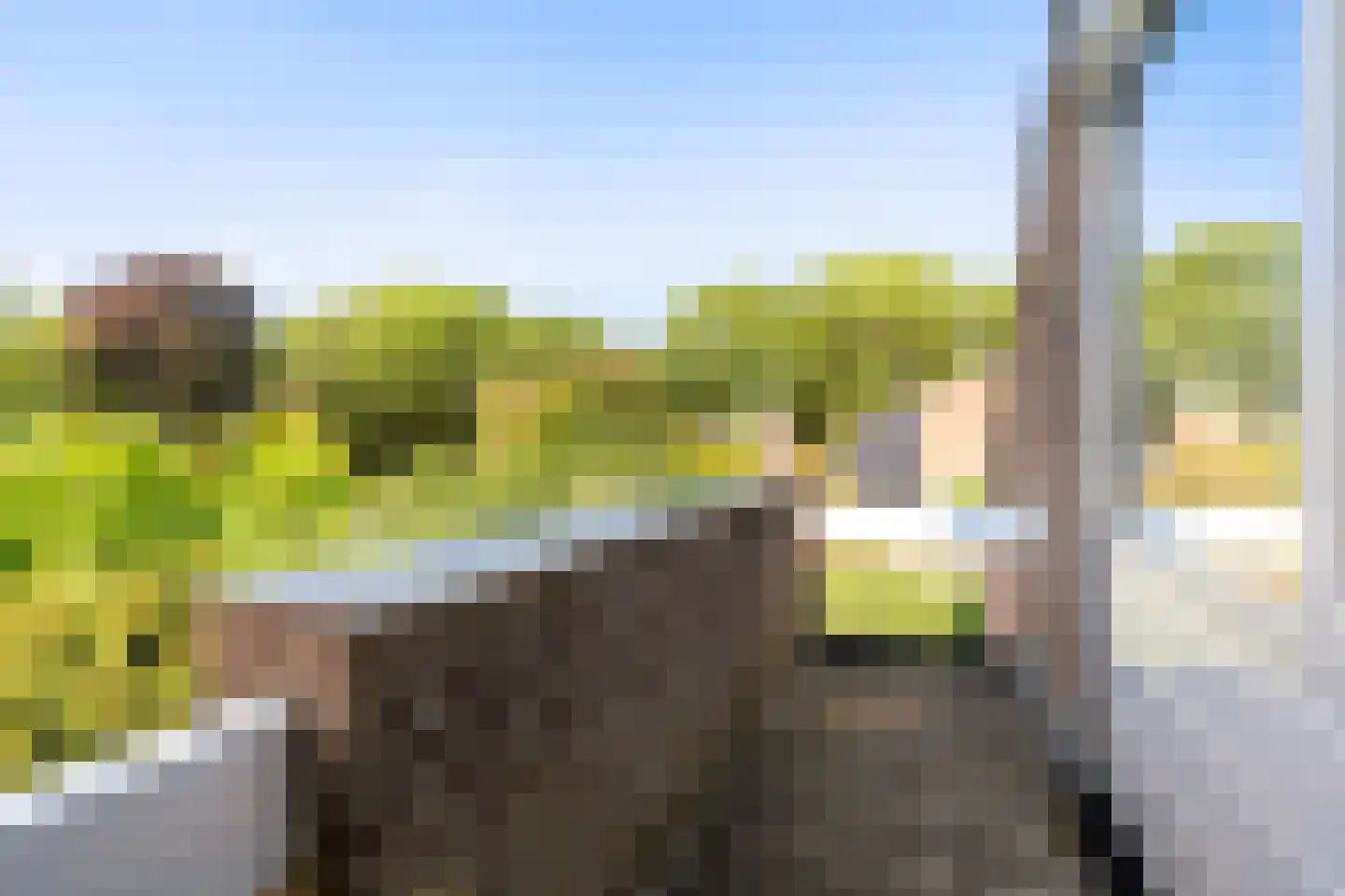 Weidezoom 3 Moordrecht thumbnail 45
