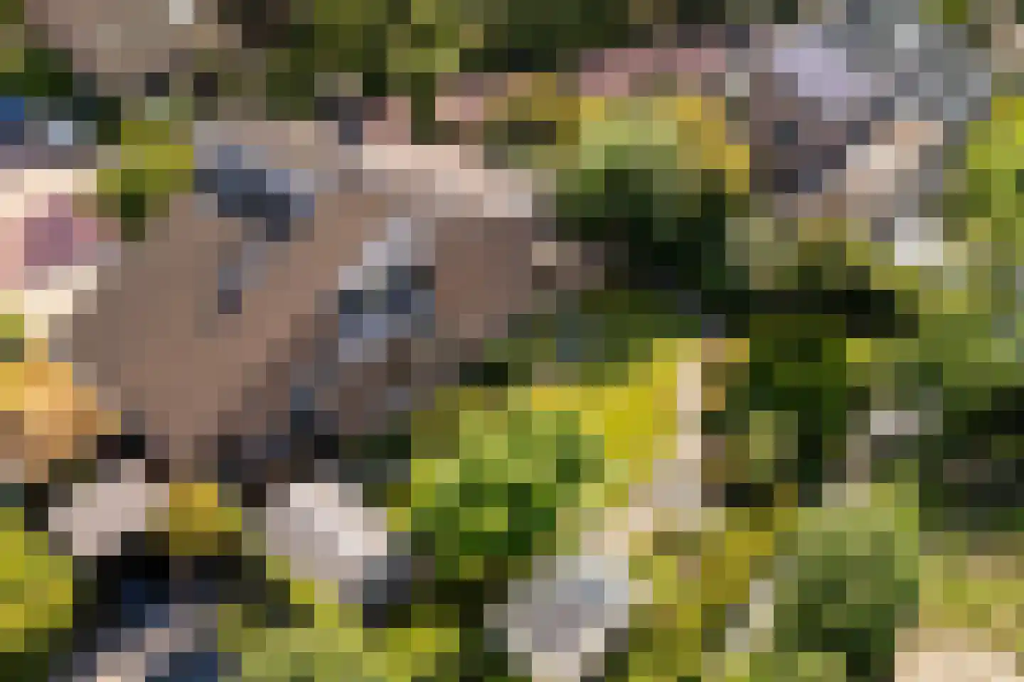 Weidezoom 3 Moordrecht thumbnail 56