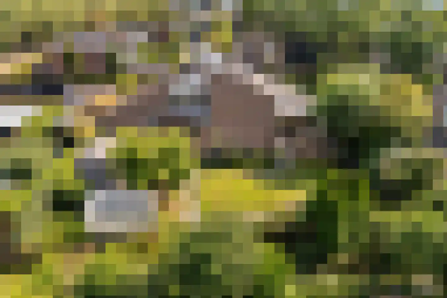 Weidezoom 3 Moordrecht thumbnail 57