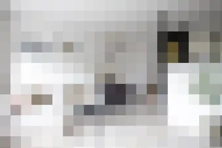 Weidezoom 32 Waddinxveen foto 2