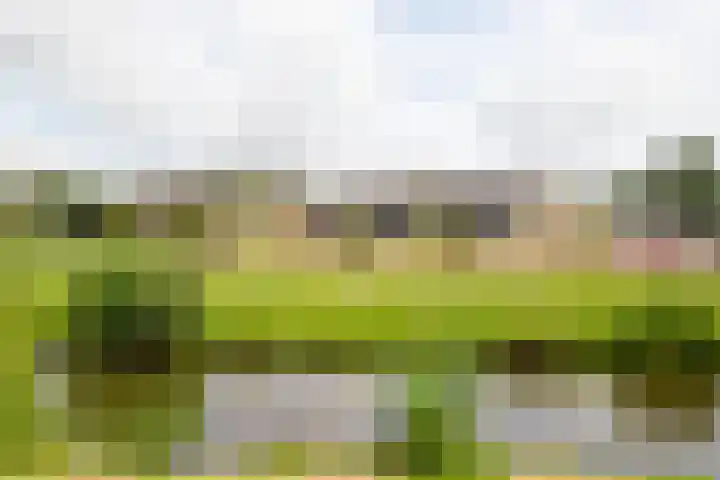 Weidezoom 32 Waddinxveen thumbnail 8