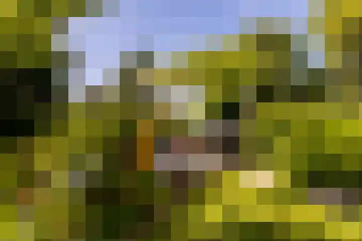 Weidezoom 35 Moordrecht thumbnail 58