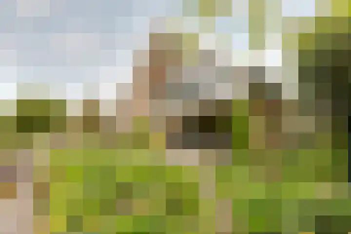 Weidezoom 43 Moordrecht thumbnail 30