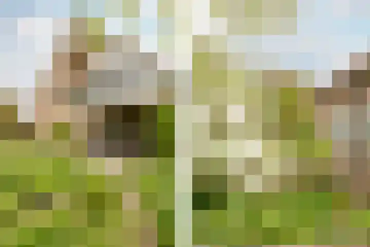Weidezoom 43 Moordrecht thumbnail 38