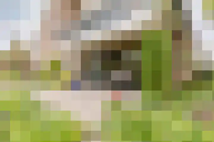 Weidezoom 43 Moordrecht thumbnail 39