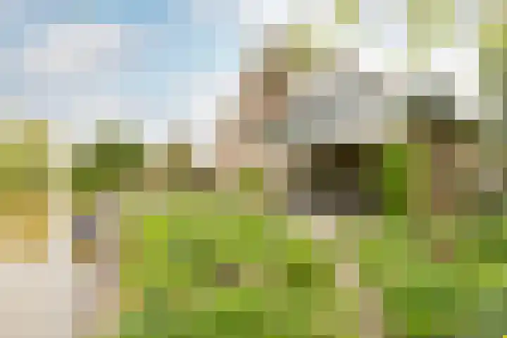 Weidezoom 43 Moordrecht thumbnail 5