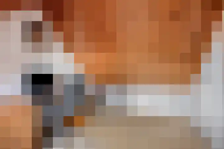 Weijen 10 Nistelrode thumbnail 38