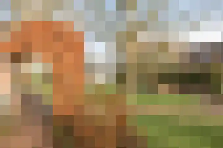 Weijen 10 Nistelrode thumbnail 74